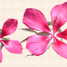 View "Cropped exotic hibiscus blooms"