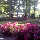 View "The garden at Montague Lake in Holly Spring, NC"