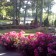 The garden at Montague Lake in Holly Spring, NC